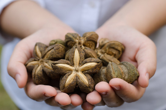 Image of sacha inchi peanut seed on hands