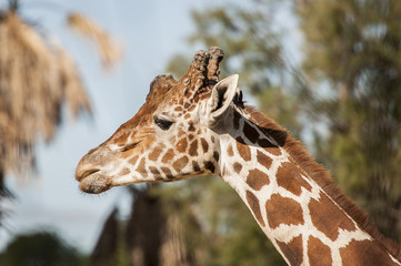 Girafe de profil