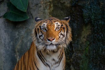 Head of tiger.