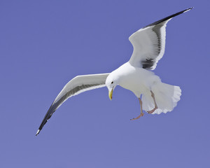 Western Gull (Larus occidentalis) prepares to land, Malibu, CA, USA.
