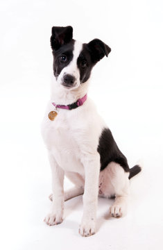 attitude jeune chienne border collie
