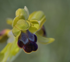 Ophrys creberrima, Crete