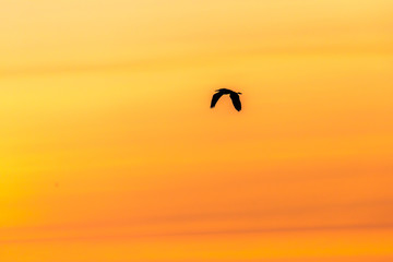 Naklejka na ściany i meble A silhouette of a Great blue heron flying in an orange sunset.