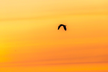 A silhouette of a Great blue heron flying in an orange sunset.