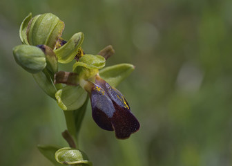 Ophrys kedra, Crete