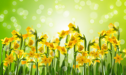 frühlingsblumen osterglocken narzissen