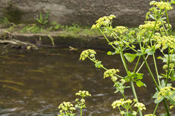 flower in the river
