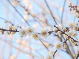 梅の花と青空