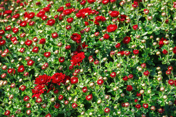 Fototapeta premium Many small red flowers of chrysanthemums among lush green foliage.
