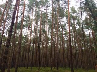 Fototapeta premium Wald