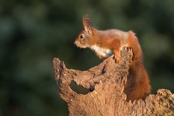 Naklejka na ściany i meble Eurasian Red Squirrel
