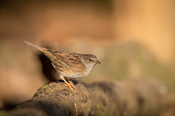 Dunnock