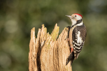 Middle Spotted Woodpecker