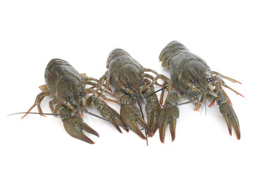 Crawfish alive