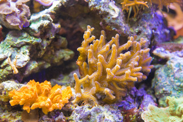 Fototapeta na wymiar Colorful coral formations in sea