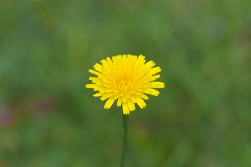Dandelion Flower in the rain, close up. white Flower background