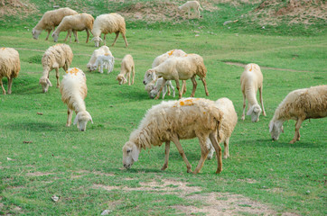 Obraz premium sheeps on field at Ninh Thuan province, Vietnam.