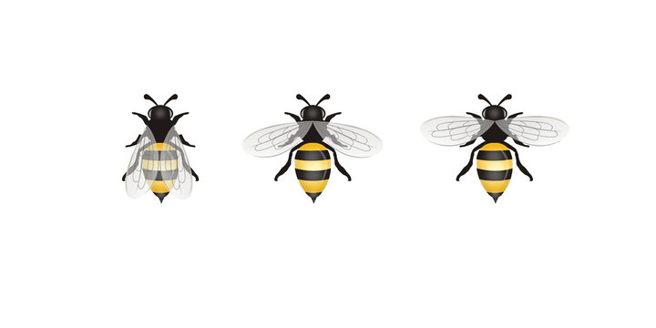 Different Bees illustration isolated on White  Background