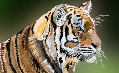 Royal Tiger, Big Cat, Wild Life Illustration, India