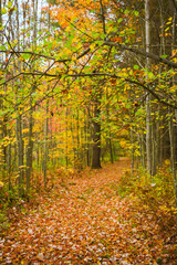 Obraz premium Pathway through the Autumn Woods