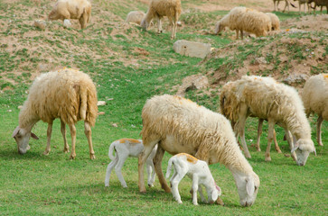 Naklejka na ściany i meble sheeps on field at Ninh Thuan province, Vietnam.