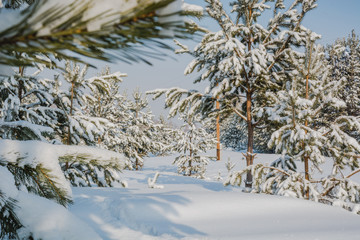 Winter forest. Coniferous forest in winter in Russia