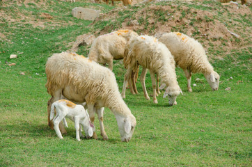 Fototapeta premium sheeps on field at Ninh Thuan province, Vietnam.