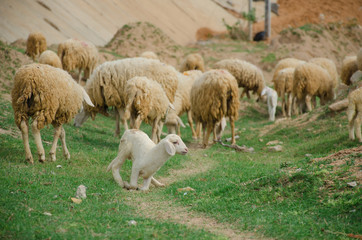 sheeps on field at Ninh Thuan province, Vietnam.