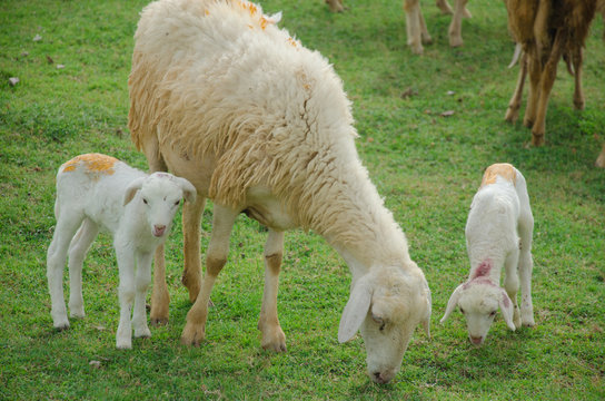 Sheep eating grass