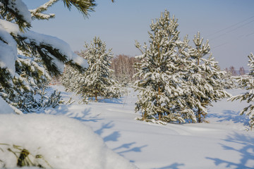 Winter forest. Coniferous forest in winter in Russia