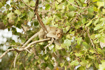 Monkey eating fruits from a tree branch 