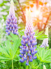 lupine flowers
