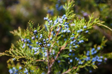 Juniper branch with female cones