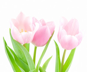 pink tulip