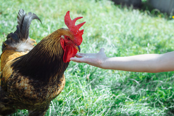 Cock eating food grain bread with a child's hand
