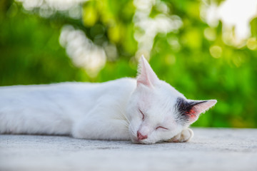 Naklejka na ściany i meble Thailand Cat reclined on floor