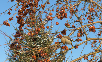 waxwings eating small frozen apples