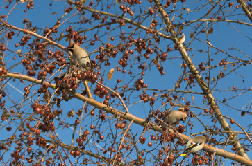 Obraz premium waxwings eating small frozen apples