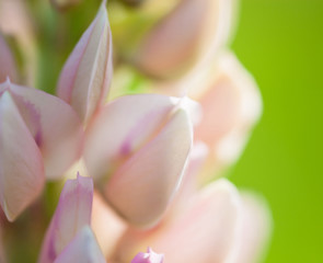 Obraz na płótnie Canvas Lupin flowers (Lupinus)