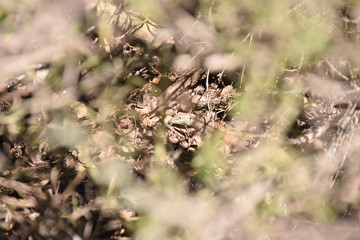 Hiding Lizard