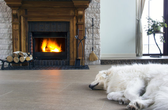 Sleeping Dog And Fireplace