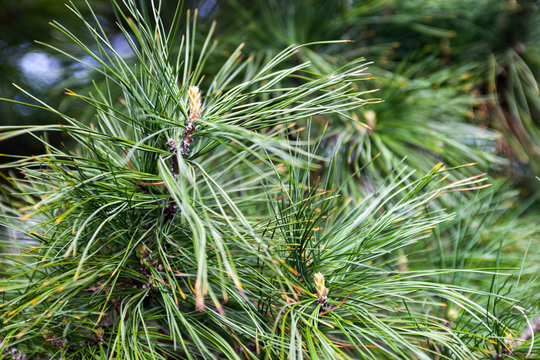 Closeup of the pine buds and needles