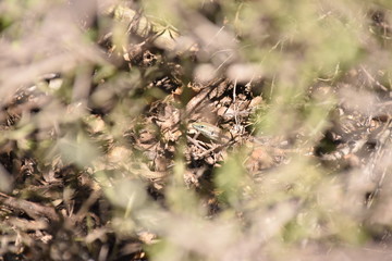  Hiding Lizard