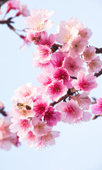 Spring cherry blossoms, pink flowers