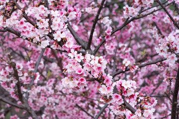 Spring cherry blossoms, pink flowers