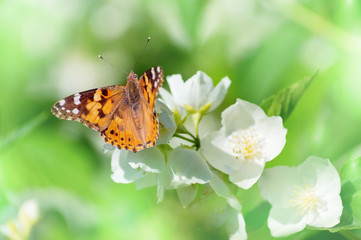 Beautiful butterfly on  branch of  flowering jasmine