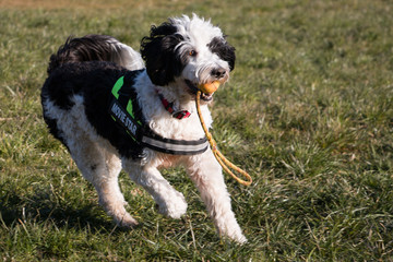 Portuguese water dog  playing in meadow with a yellow ball