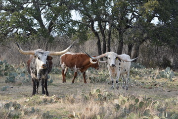 Texas Longhorns