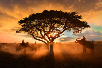 Fototapeta na wymiar The shadow of a tree , elephant rice fields .