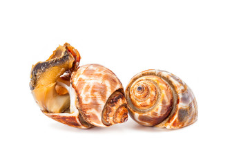 grilled spotted babylon isolated on white background